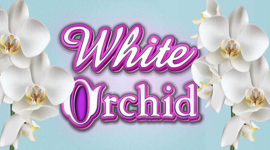 White Orchid pokie game